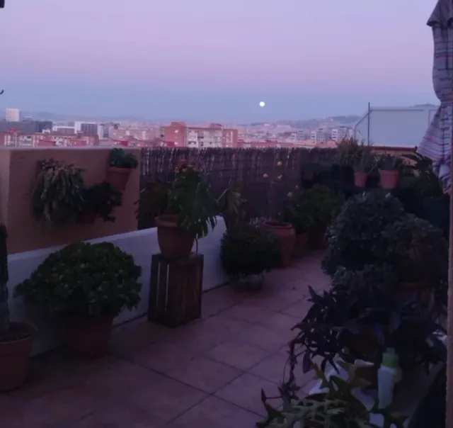 Cuido tu mascota en mi casa