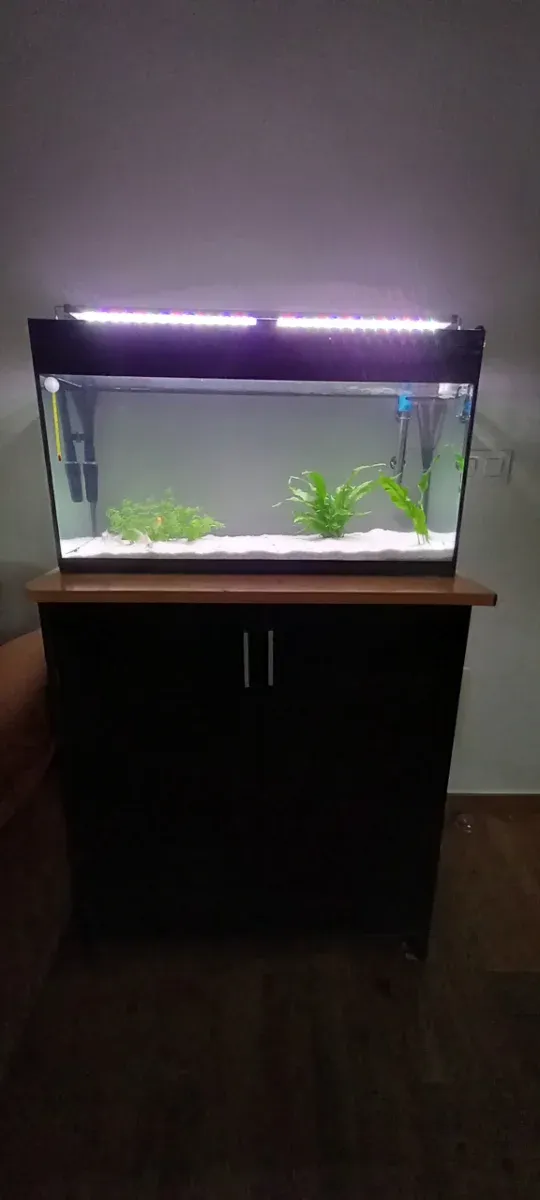 Lote 2 acuarios completos CO2 plantas peces