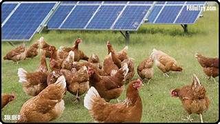 Granja Avícola Solar 20000w