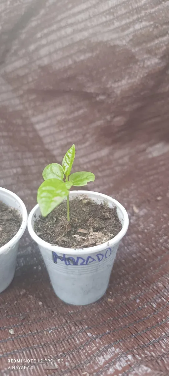 Pack 3 Maracuyá (Edulis, Flavicarpa, Ligularis)