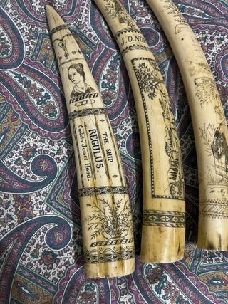 Scultura Scrimshaw Denti di Balena. 44cm