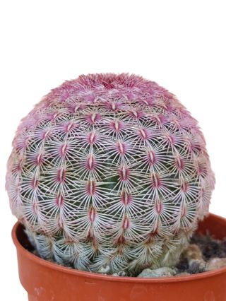 Cactus Echinocereus rigidissimus rubispinus