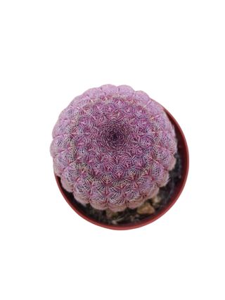 Cactus Echinocereus rigidissimus rubispinus