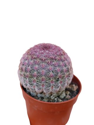 Cactus Echinocereus rigidissimus rubispinus