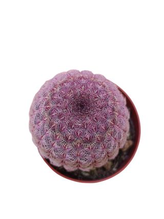 Cactus Echinocereus rigidissimus rubispinus