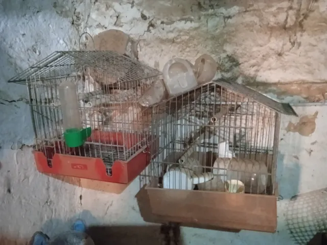 Gabbia per uccelli argentata e bianca