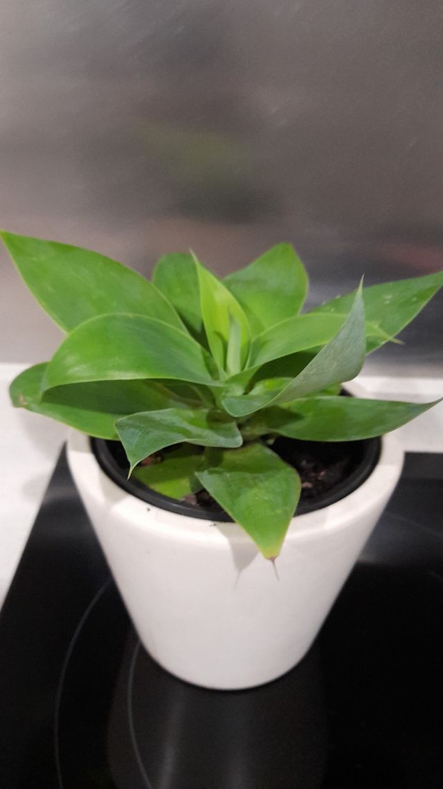 Maguey del dragón, Agave attenuata,Cuello de cisne