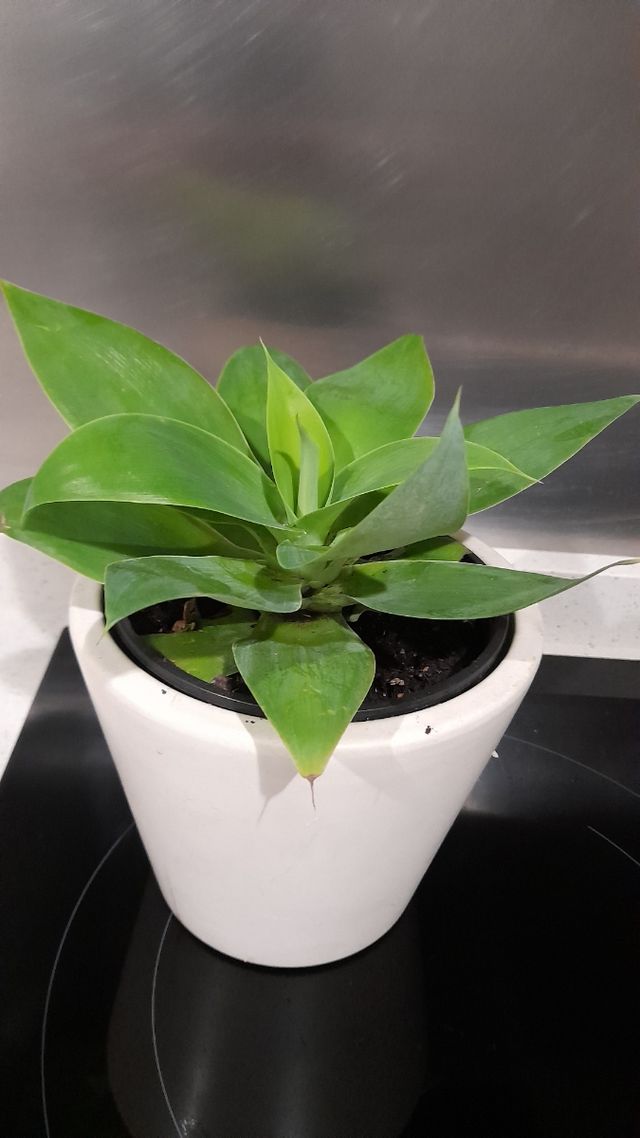 Maguey del dragón, Agave attenuata,Cuello de cisne