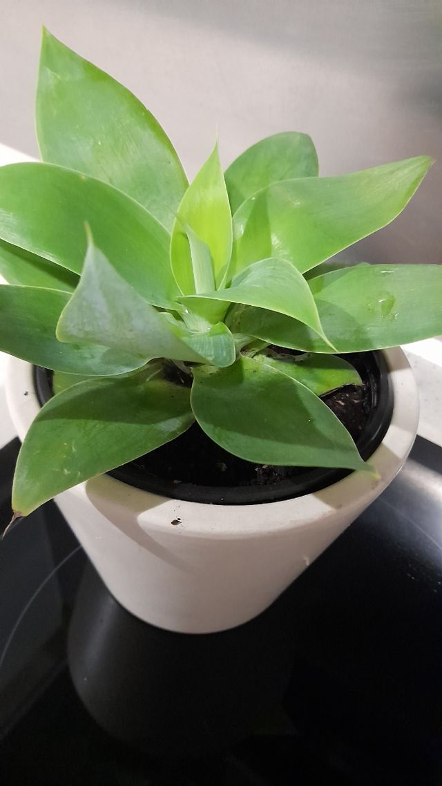 Maguey del dragón, Agave attenuata,Cuello de cisne