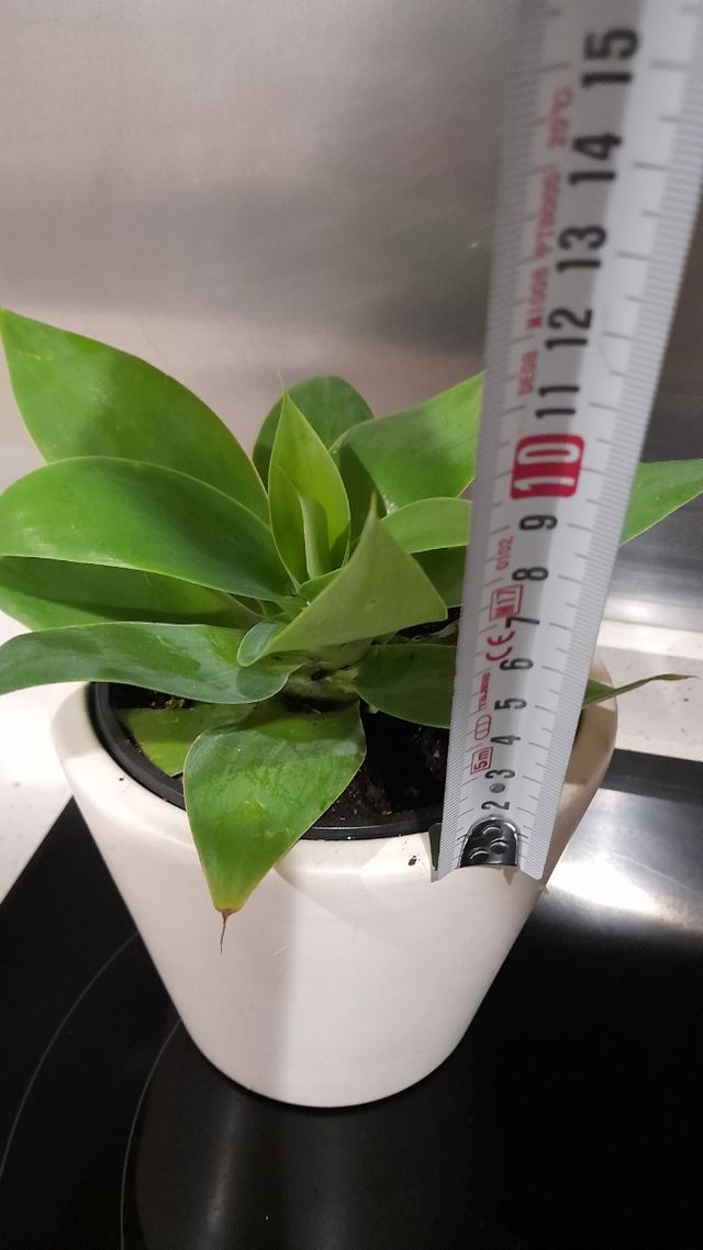 Maguey del dragón, Agave attenuata,Cuello de cisne