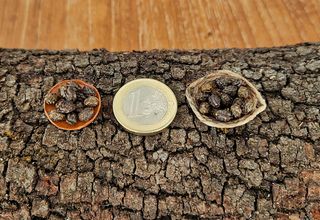 Dátiles miniatura en cesta o plato