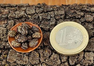 Dátiles miniatura en cesta o plato