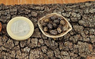 Dátiles miniatura en cesta o plato