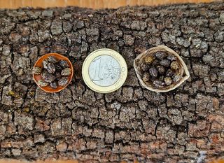 Dátiles miniatura en cesta o plato