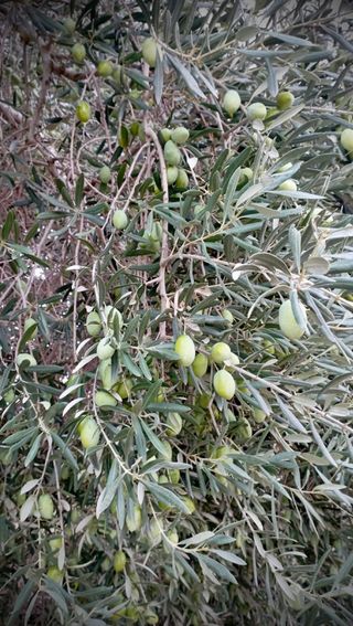 Olio Extra Vergine Oliva di Sicilia