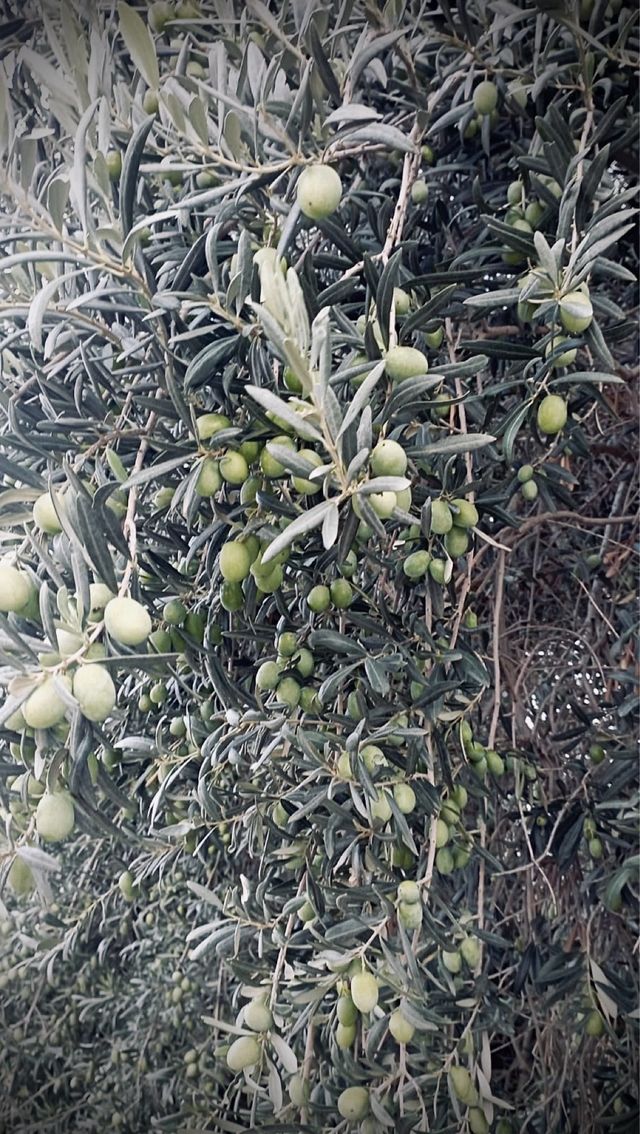 Olio Extra Vergine Oliva di Sicilia