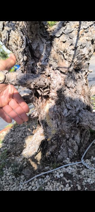 Bonsái Pino Sylvestris