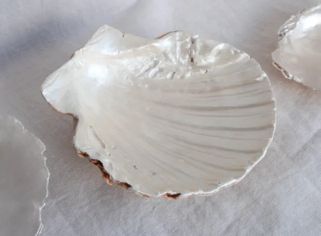 Concha decorativa cuenco joyero