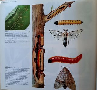 Giardinaggio Senza Problemi