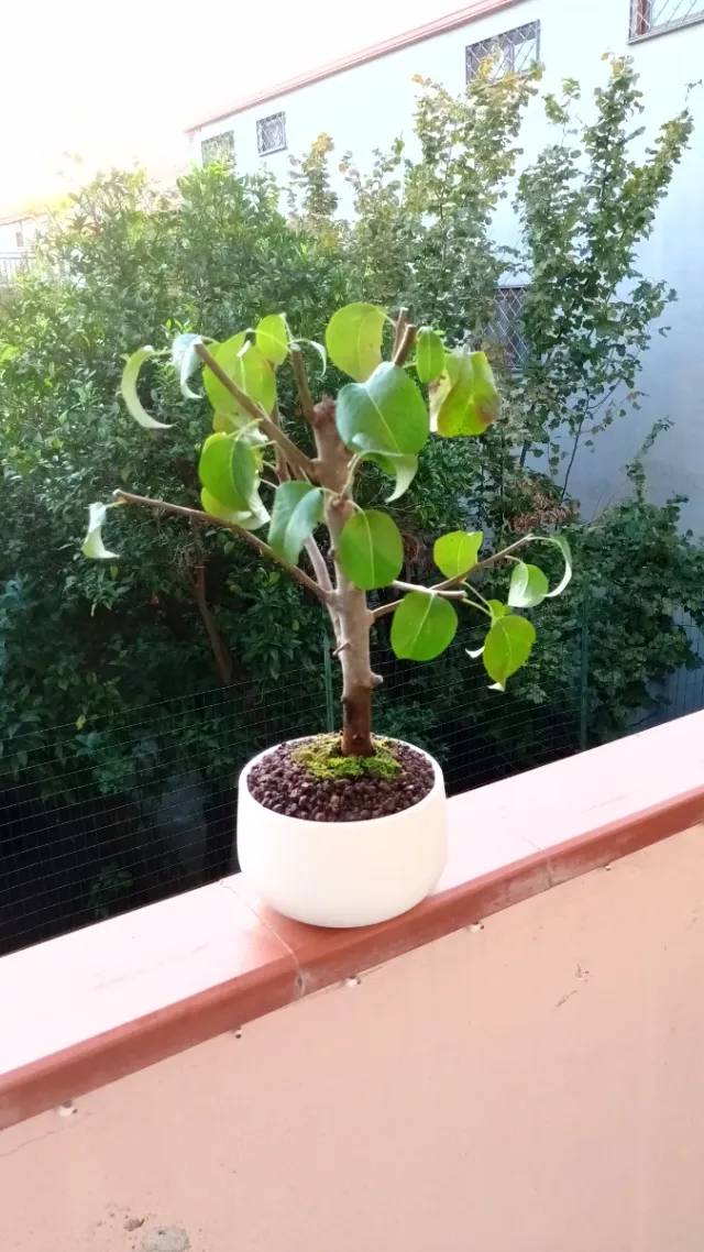 Bonsai di pero in vaso bianco