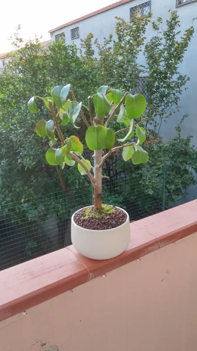 Bonsai di pero in vaso bianco