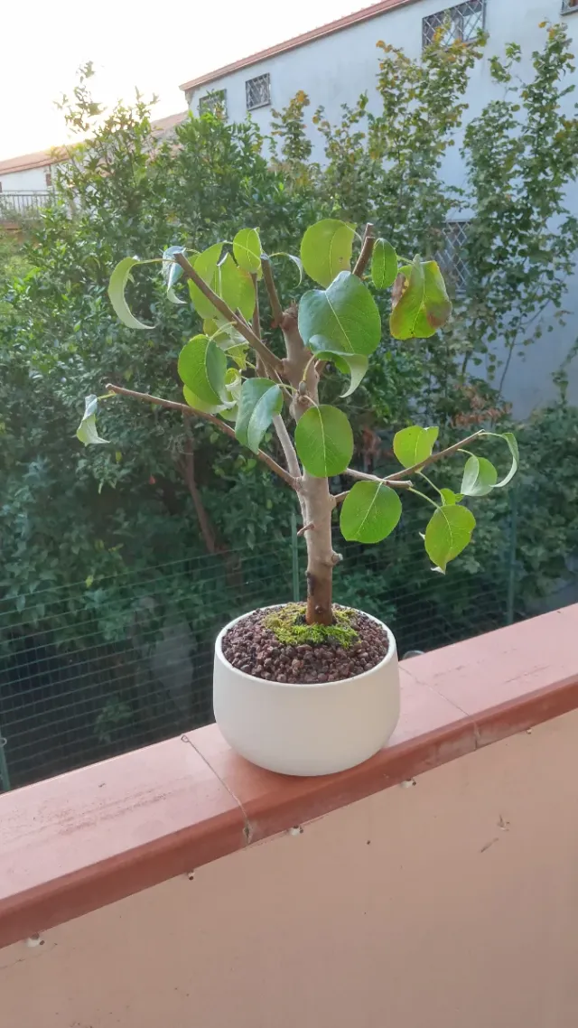 Bonsai di pero in vaso bianco