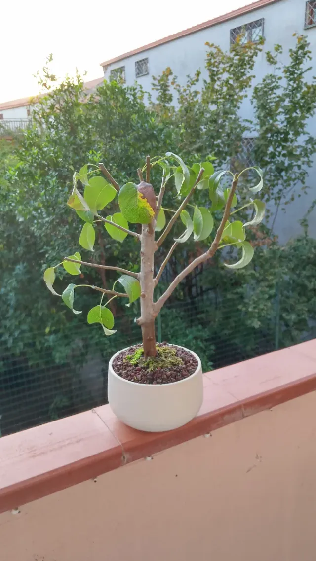 Bonsai di pero in vaso bianco
