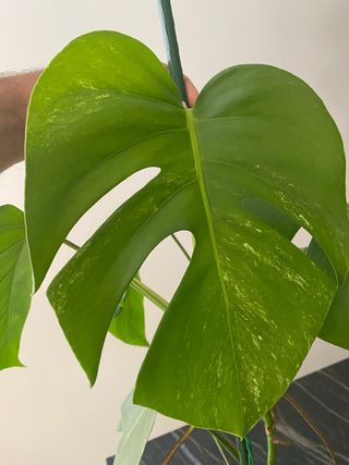 Monstera Variegata