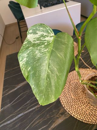 Monstera Variegata