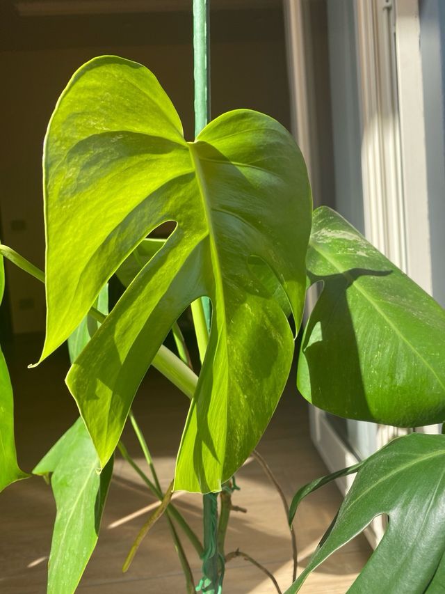Monstera Variegata