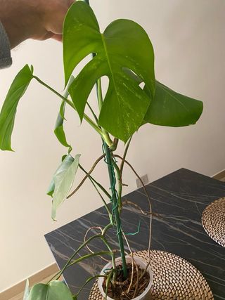 Monstera Variegata