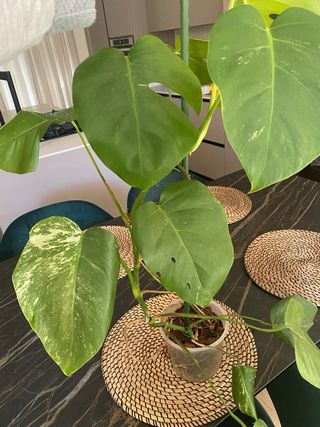 Monstera Variegata