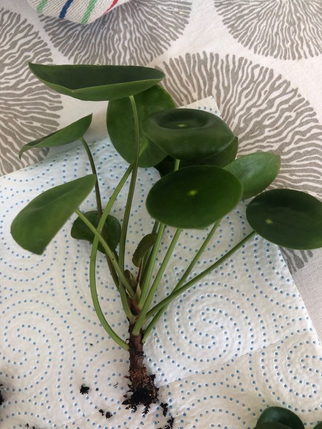 Pilea Peperomioides Planta Natural