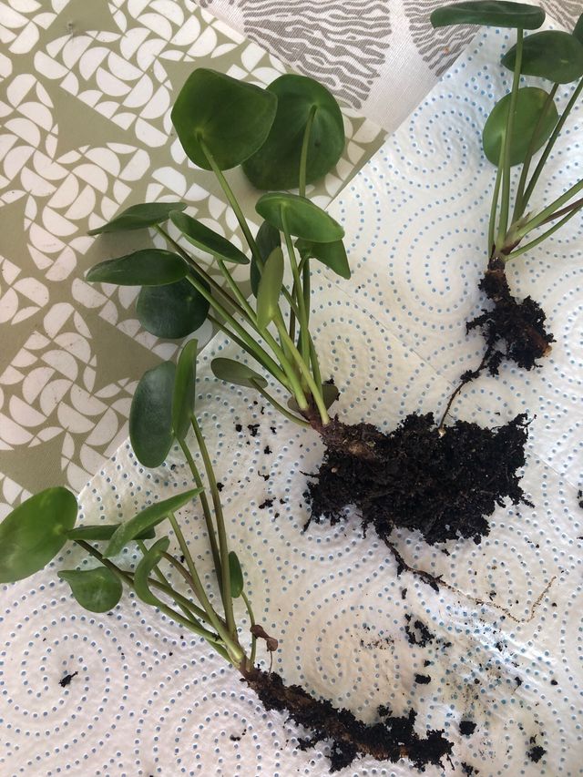 Pilea Peperomioides Planta Natural