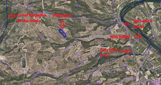 Finca de olivos en producción