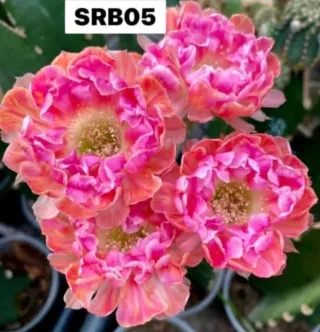 Cactus Lobivia SRB05