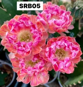 Cactus Lobivia SRB05