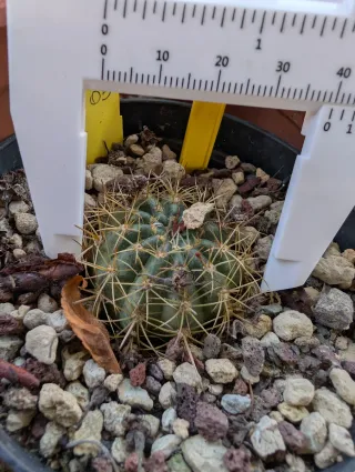 Cactus Lobivia SRB05