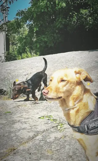 Paseo y cuidado de perros, gatos, etc.