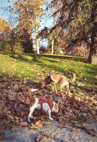 Paseo y cuidado de perros, gatos, etc.