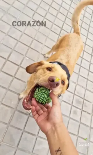 Paseo y cuidado de perros, gatos, etc.