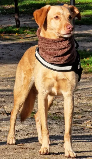 Paseo y cuidado de perros, gatos, etc.