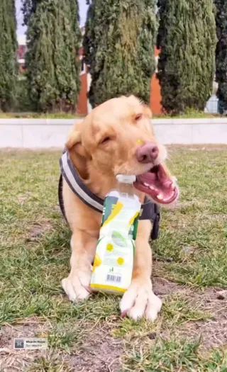 Paseo y cuidado de perros, gatos, etc.