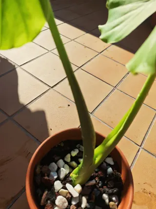 Alocasia Marquesa
