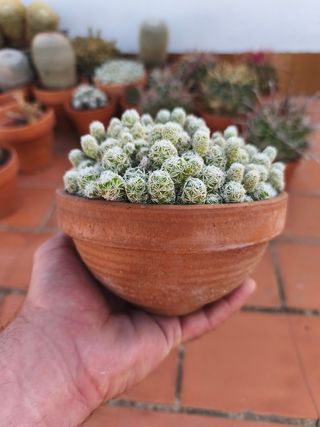 Mammillaria Gracilis Fragilis Cactus en su maceta