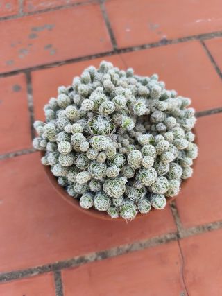 Mammillaria Gracilis Fragilis Cactus en su maceta