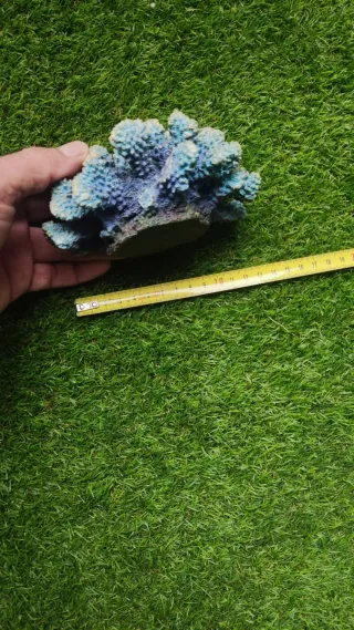 Coral azul para acuarios