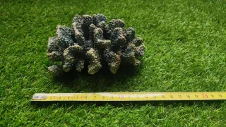Coral azul para acuarios