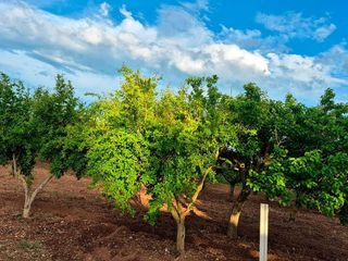 Casa rural en venta en Ulldecona