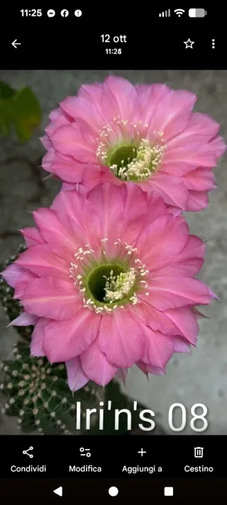 Cactus Lobivia Hybrid Iri'n's 08